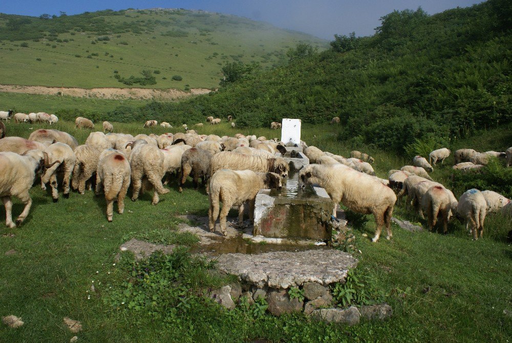 Ordu Yaylalarına 24 Adet Kaşınma Kazığı