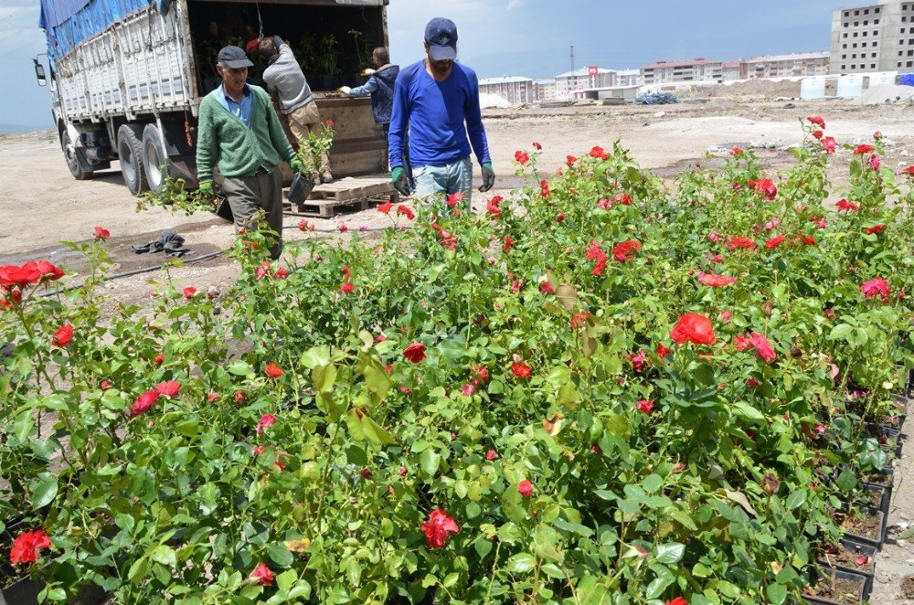 Palandöken Belediyesi’nde 60 Bin Çiçek Ve 5 Bin Gül Toprakla Buluşuyor