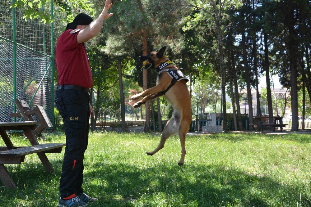 Narkotik Köpeği Galia, Binlerce Genci Zehirlenmekten Kurtardı