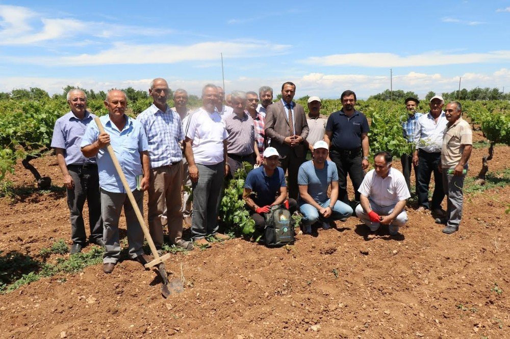 Elazığ’da Üzüm Yetiştiricilerine Kurs