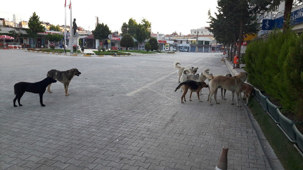 Köpeklerle Başa Çıkılamıyor