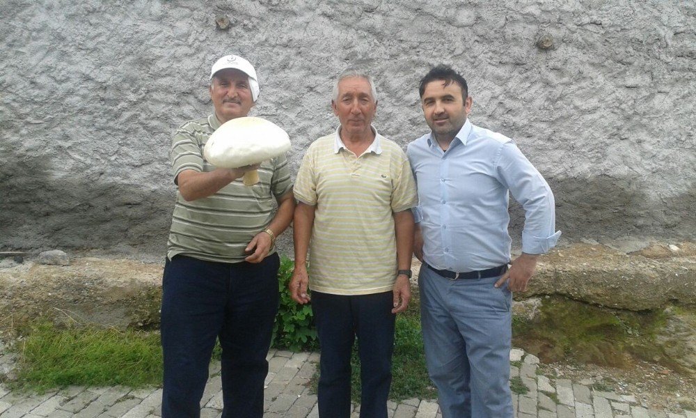 1 Kilo 500 Gramlık Mantar