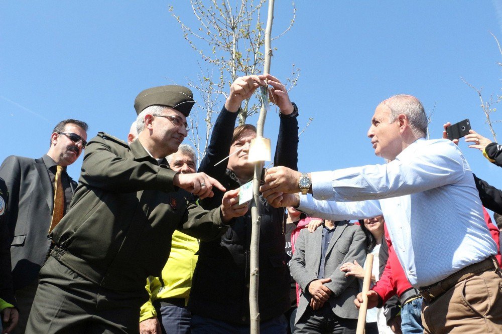 Büyükçekmece’ye Bereket Ve Barışın Simgesi Zeytin Ağaçları Dikilecek