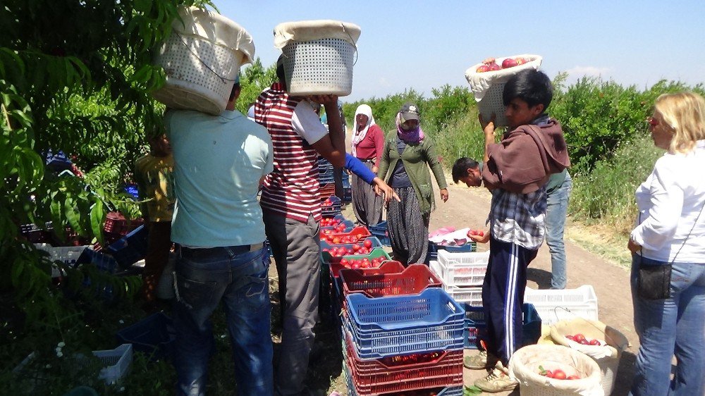 Amik Ovasında Pamuk Ve Buğday, Yerini Meyve Bahçelerine Bırakıyor