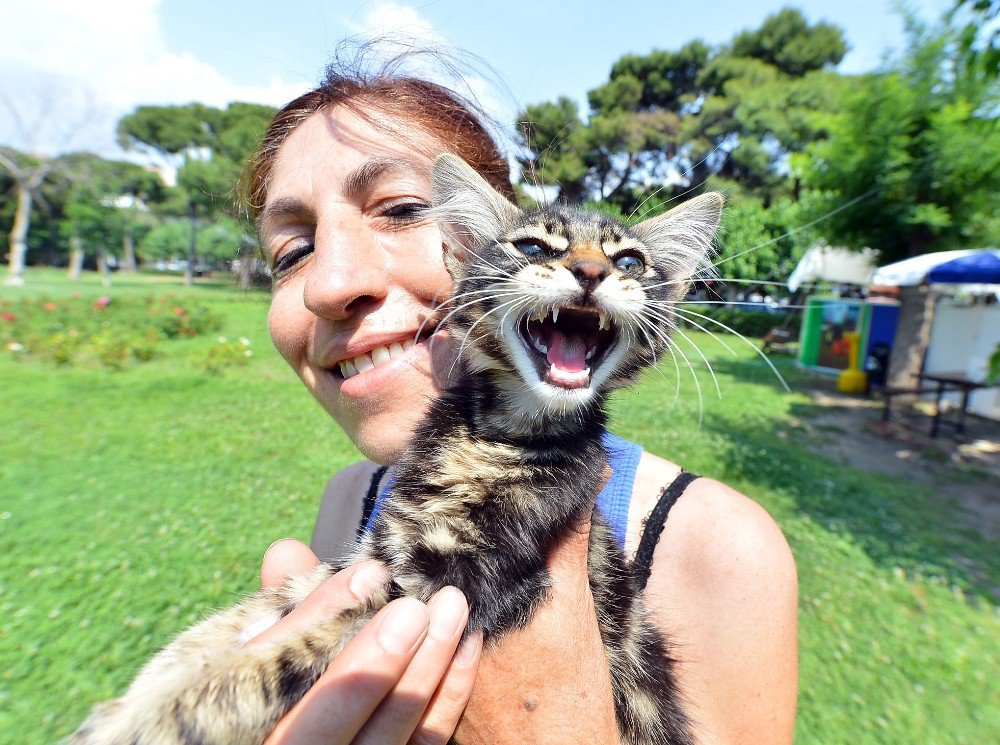 Sokak Kedileri Ve Köpekleri Yeni Yuvaya Kavuşuyor