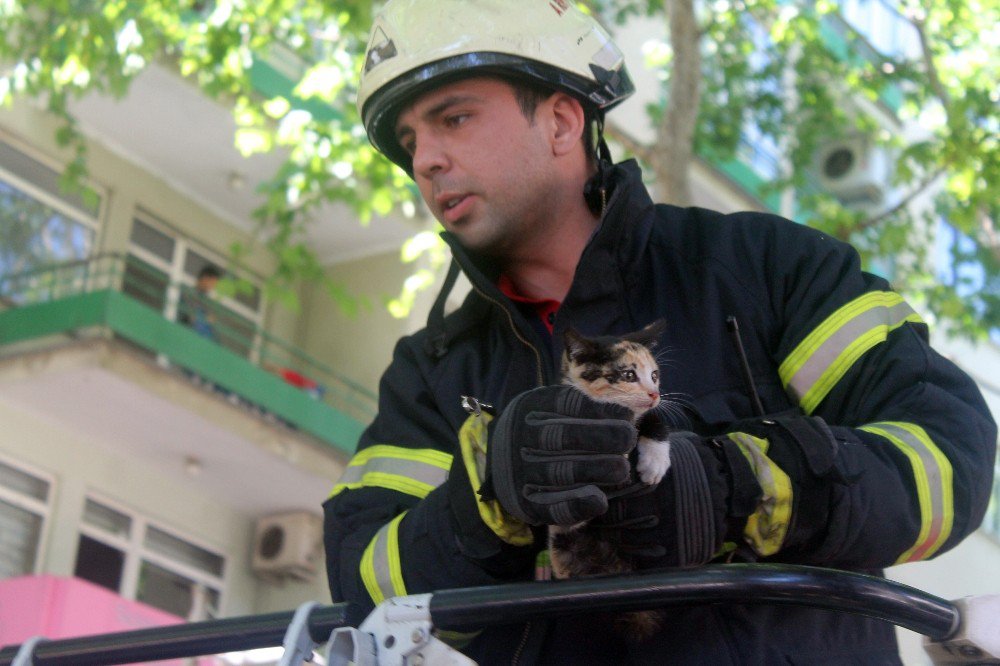 Yavru Kedi Çınar Ağacında Mahsur Kaldı