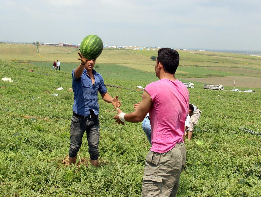 Adana’da Karpuz Hasadı Başladı