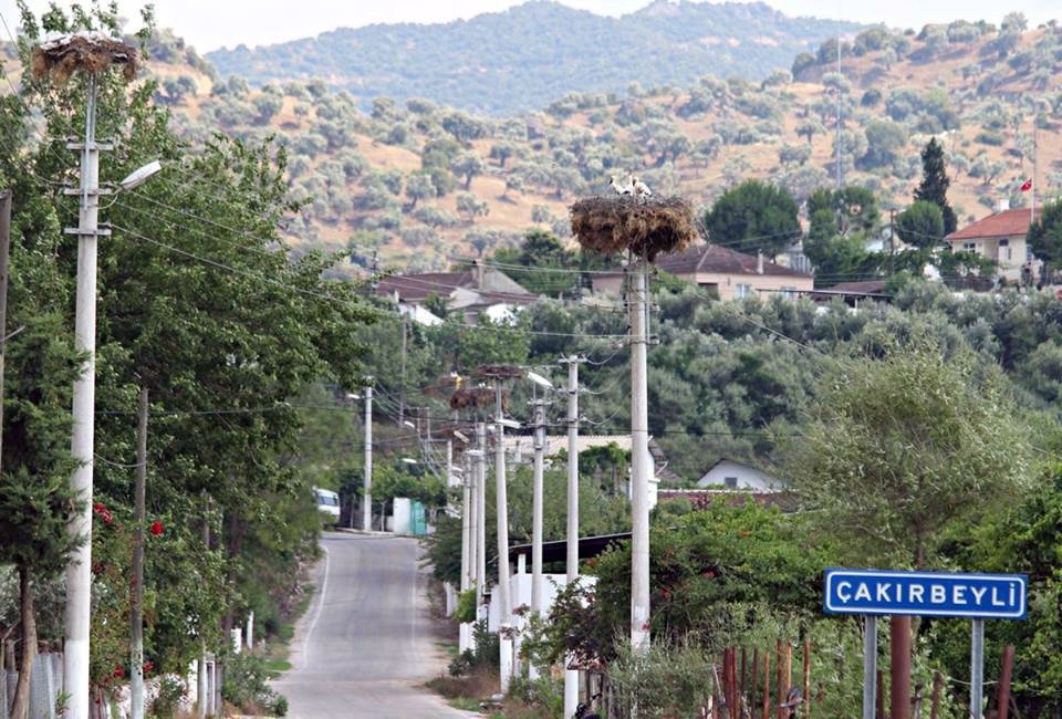 Aydın’da Leylek Sayımı Ve Halkalaması Yapıldı