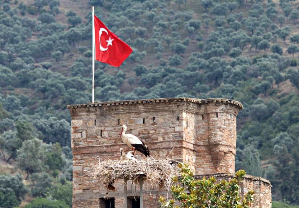 Aydın’da Leylek Sayımı Ve Halkalaması Yapıldı