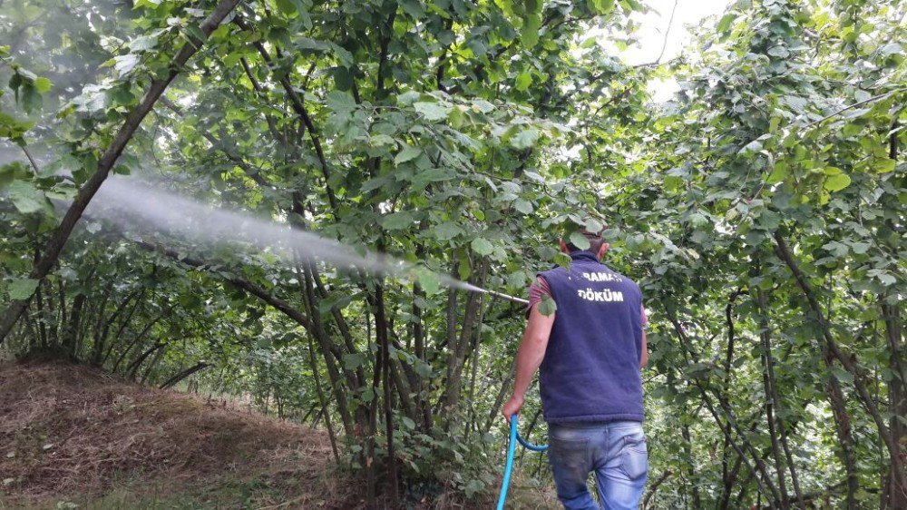 Fındıkta Külleme Hastalığı Hızla Yayılıyor