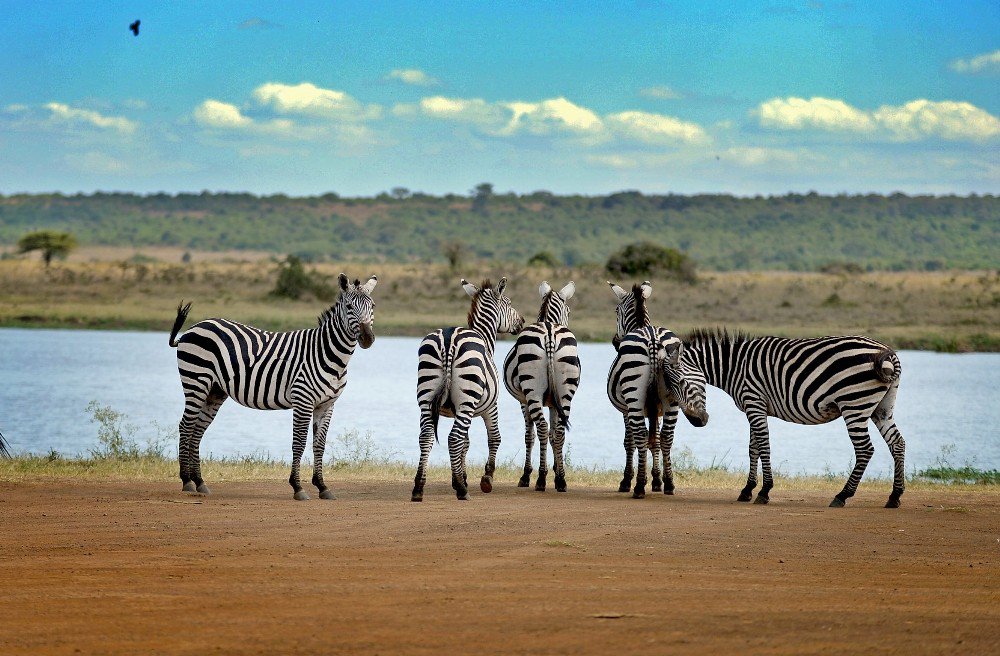 Afrika’da Vahşi Yaşam