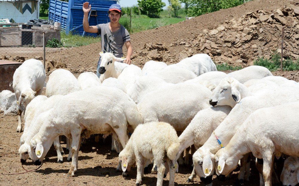 4 Bin Lira Maaşla Çoban Bulunamıyor