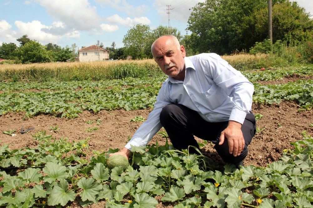 ’Baldan Tatlı’ Karpuz Geliyor