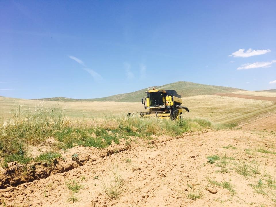 Sungurlu’da Hasat Başladı