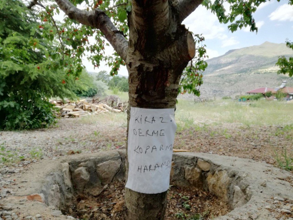 Kiraz Hırsızlığına Karşı İlginç Yöntem