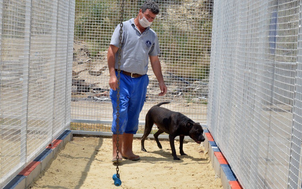 Büyükşehir’den Otel Konforunda Yeni Köpek Padokları