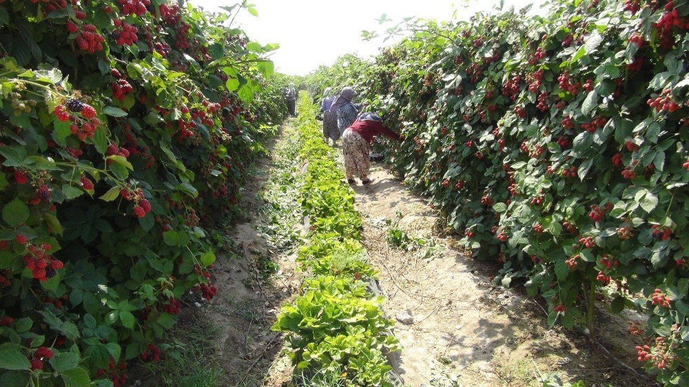 Böğürtlen Hasadı Başladı