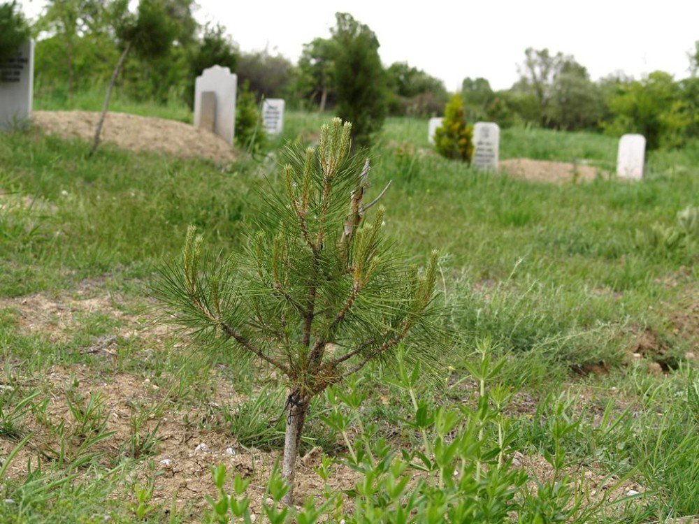 Orman Bakanlığı Türkiye’yi Yeşillendirmeye Devam Ediyor