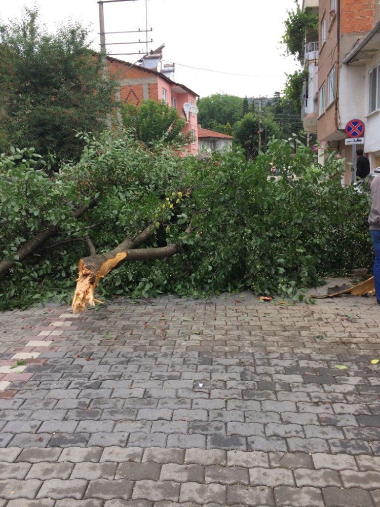 Otomobil Ağacı Devirdi