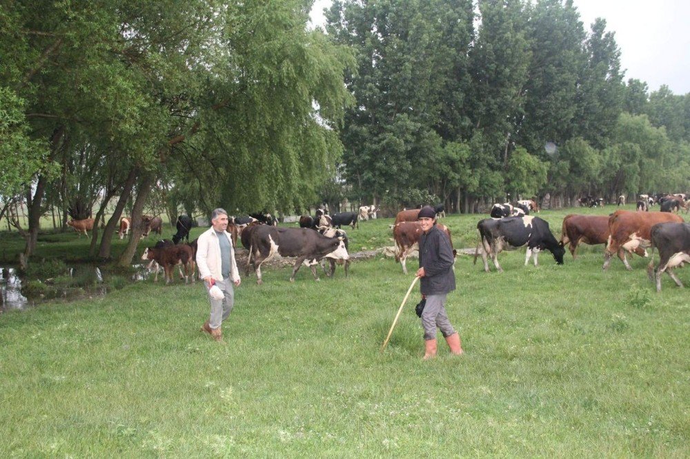 Suriyeli Kardeşler Aslanapa’da Çobanlık Yapıyor