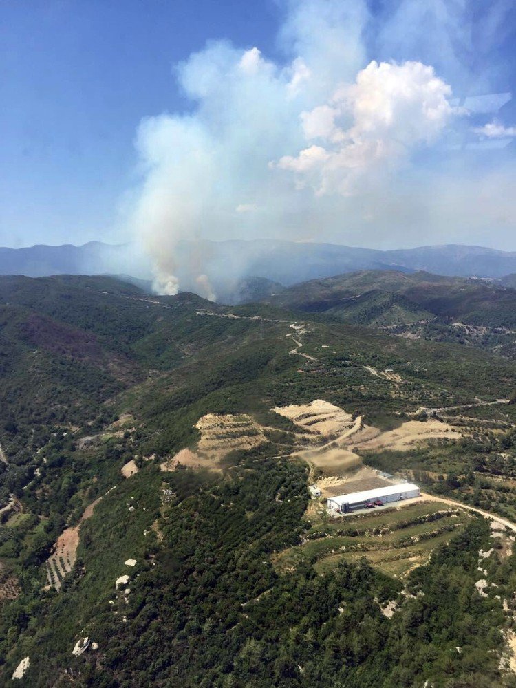 Hatay’da Orman Yangını