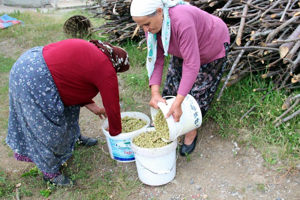 Sağlık İksiri: Dut