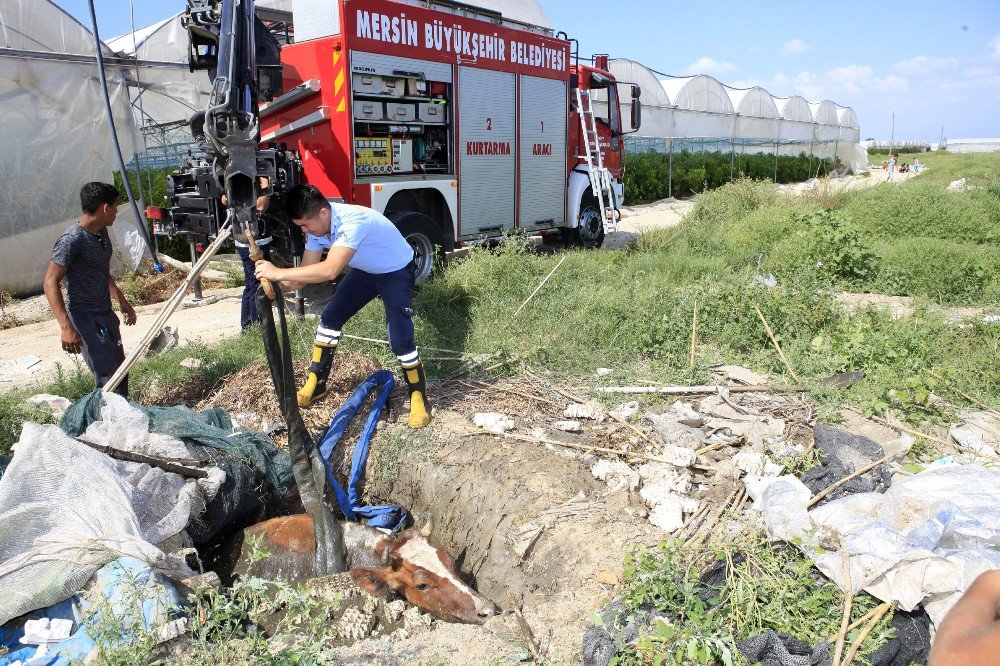 Foseptik Çukuru İneklere Mezar Oluyordu