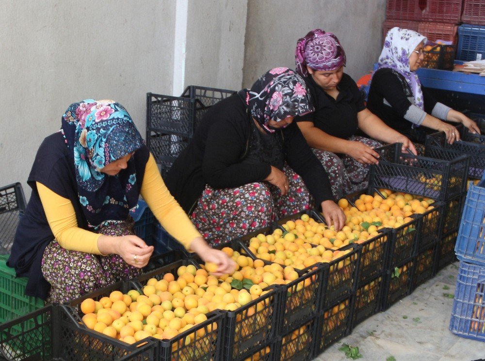 Kayısı Fiyatını Koruyor