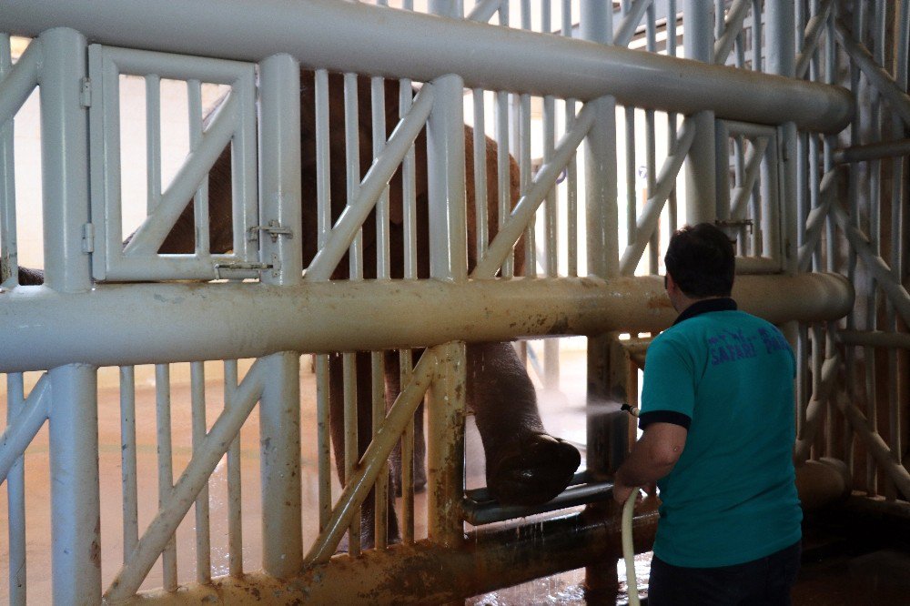 Gobi Ve Pili’nin Bayram Bakımları Yapıldı