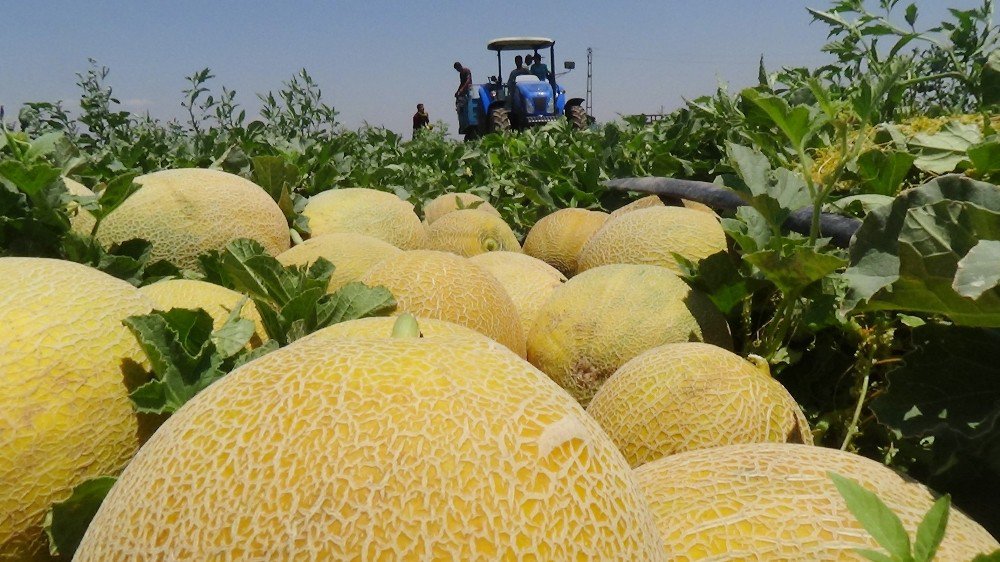 Amik Ovası’nda Kavun Hasadı Başladı