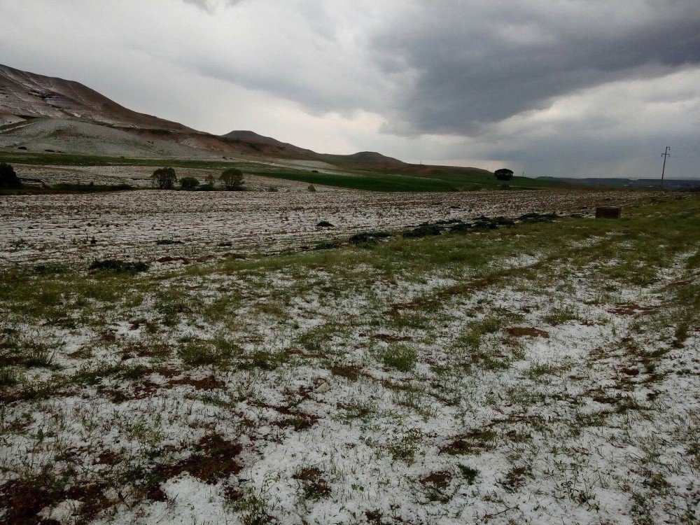 Kangal’da Buğday Tarlalarını Dolu Vurdu