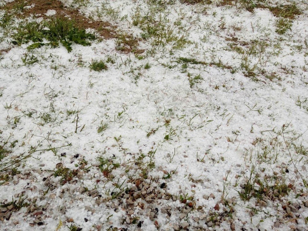 Kangal’da Buğday Tarlalarını Dolu Vurdu