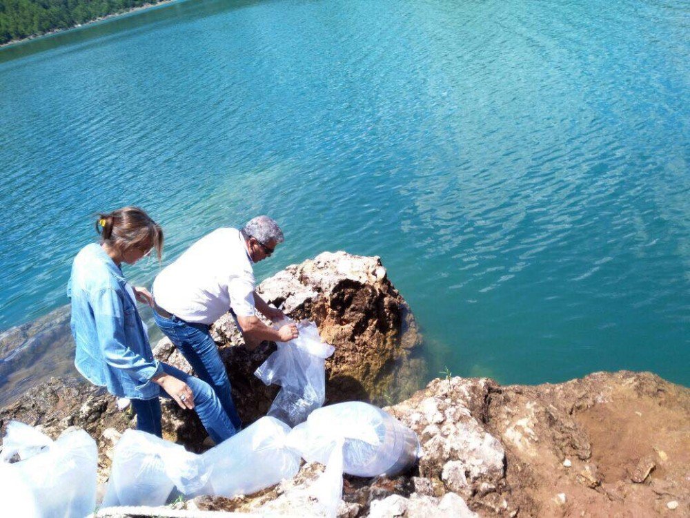 Manavgat Oymapınar Barajına 50 Bin Yavru Sazan Balığı Salındı