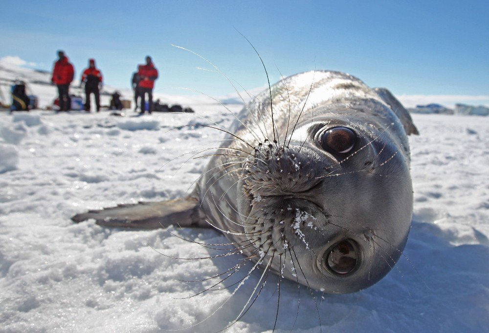 Okyanuslardaki Kirlilikten Antarktika Kıyıları Da Nasibini Aldı