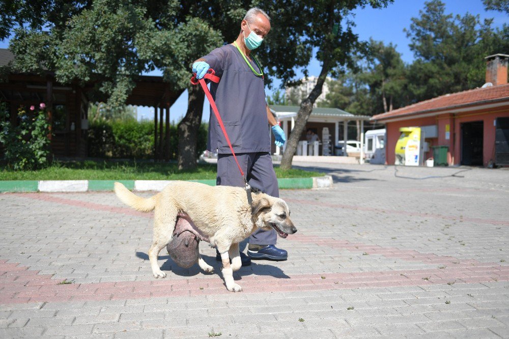 Sokak Köpeğine Tümör Ameliyatı