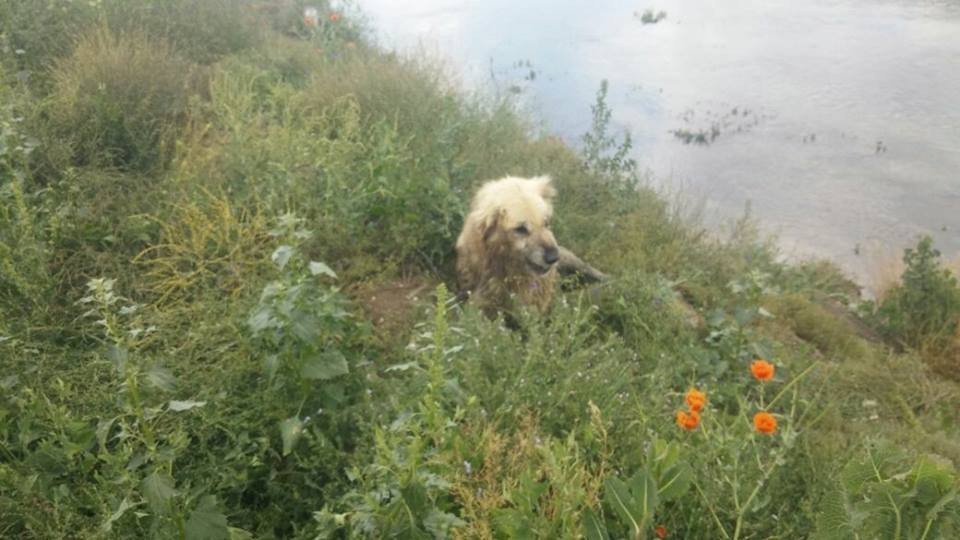 Kanala Düşen Köpeği İtfaiye Kurtardı