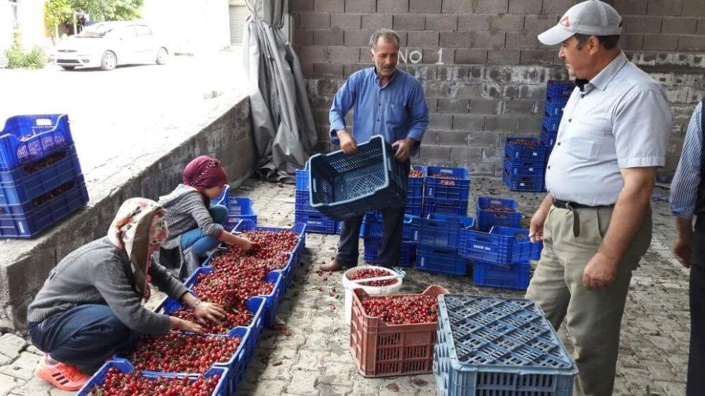 Şaphane’de Kiraz Fiyatları Saatlik Değişiyor