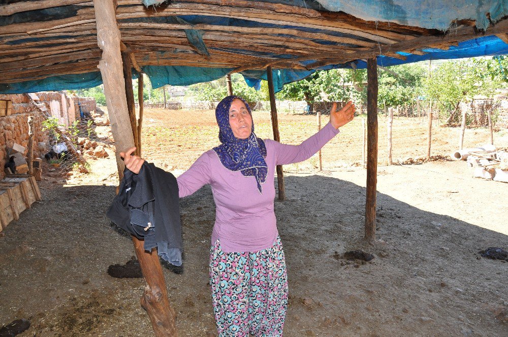 İnekleri Çalınan Çift Yıkıldı