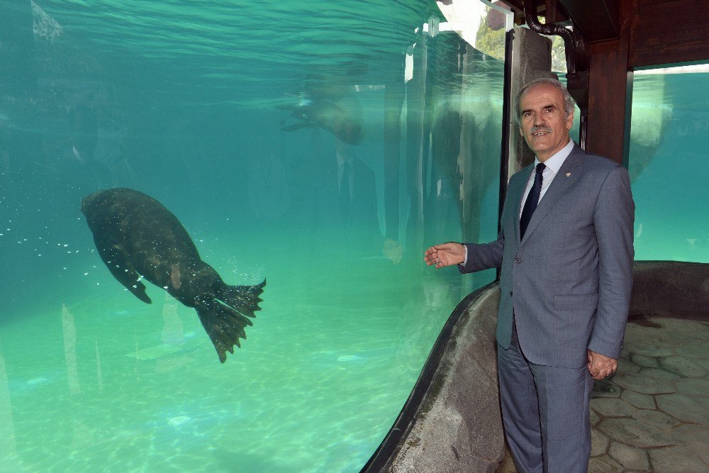 Bursa Zoo’nun Yeni Misafirleri Fok Ve Penguen