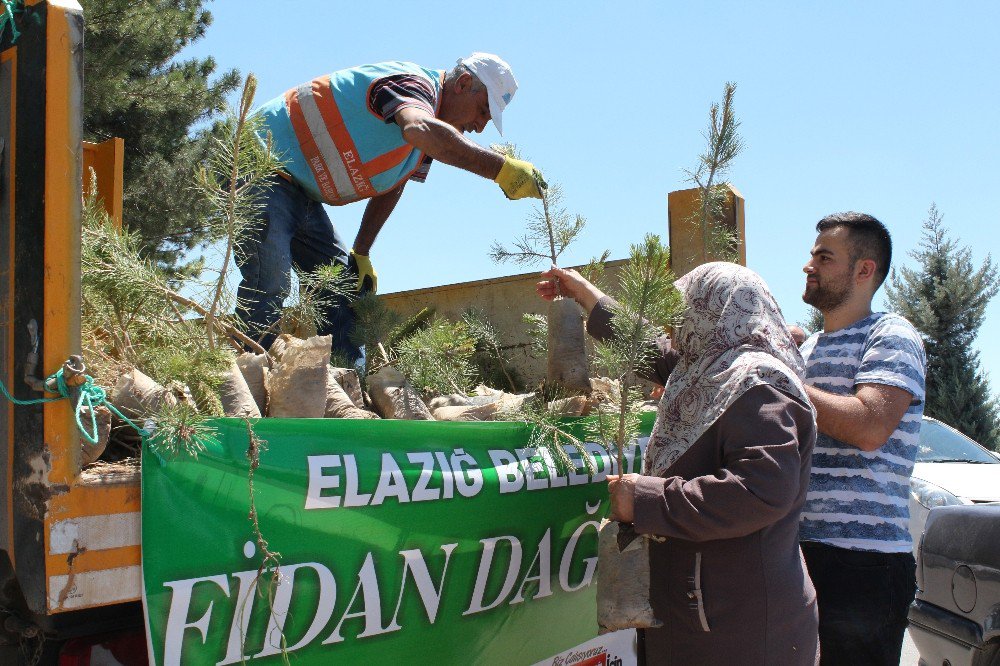 Elazığ’da Mezarlıklarda 10 Bin Fidan Dağıtıldı