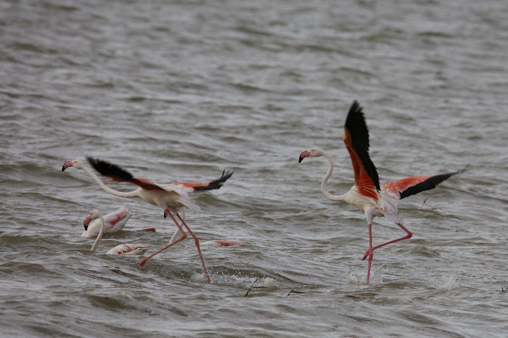 Flamingolar Van’a Geldi