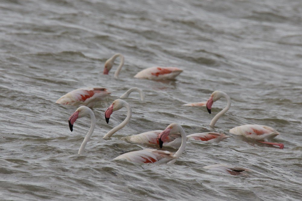 Flamingolar Van’a Geldi