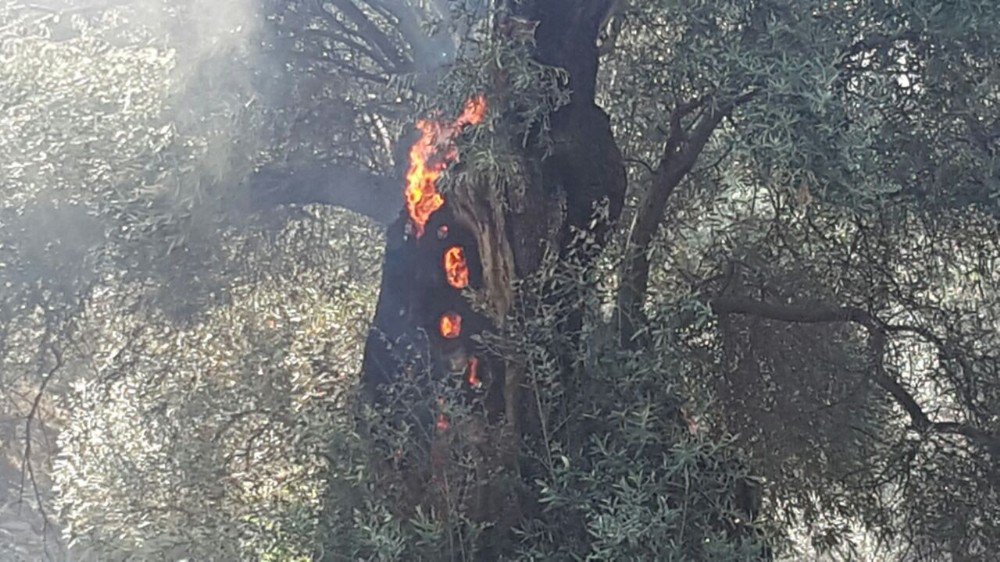 Sultanhisar’daki Yangının Sigaradan Çıktığı Belirtildi