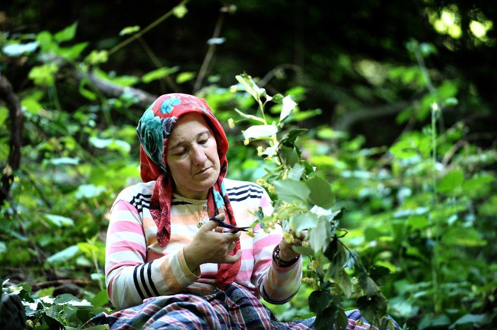 Dünyanın En Büyük Ihlamur Ormanında Hasat Başladı