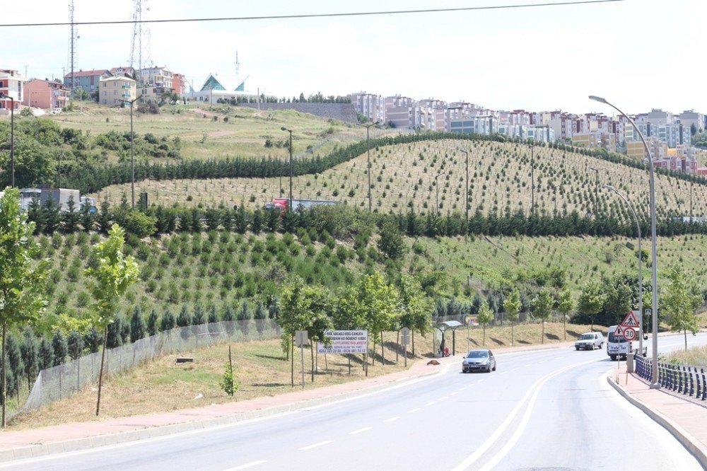 Kocaeli’nin Dört Bir Yanı Ağaçlandı