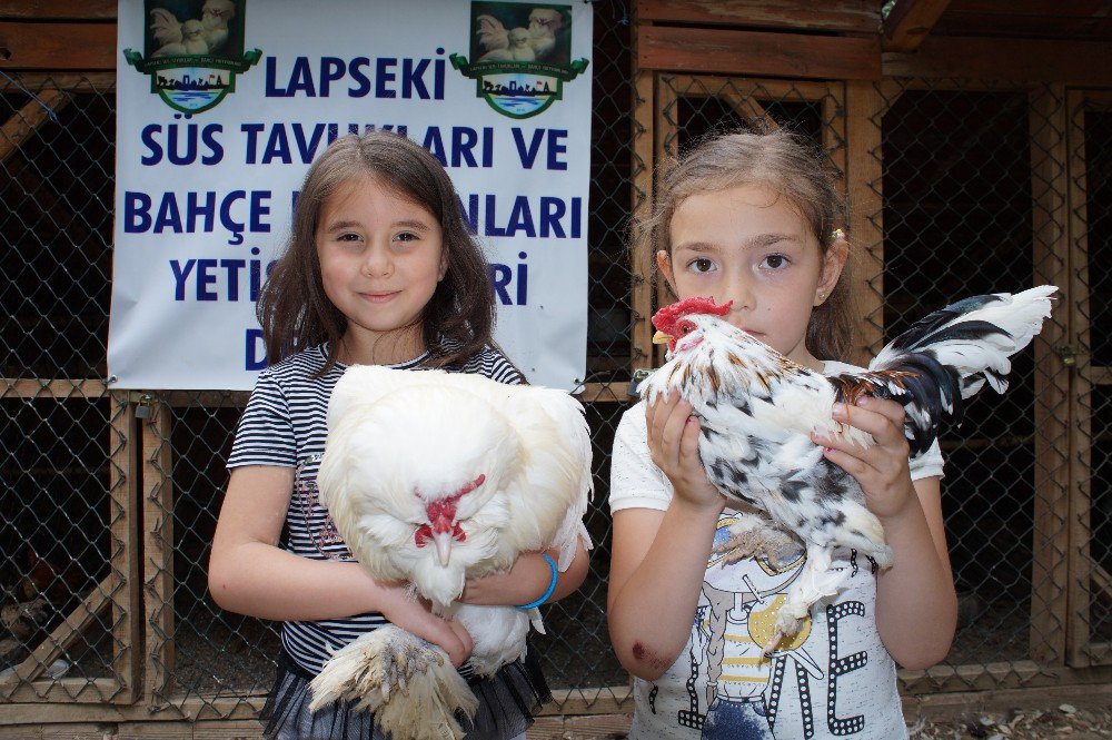 Milli Tavuk Irkları Koruma Altına Alınıyor