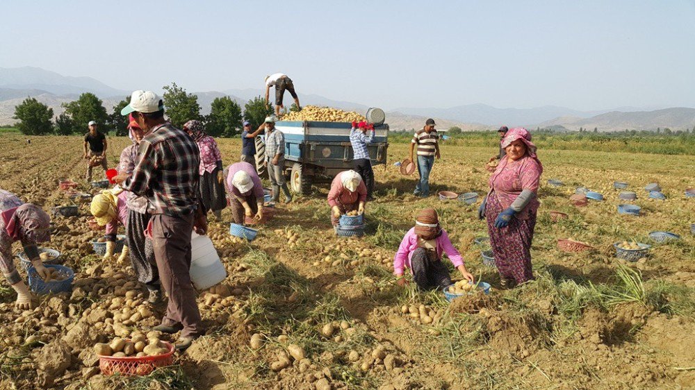 Patates Fiyatları Düştü, Üretici Ne Yapacağını Şaşırdı