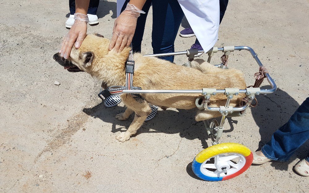 Aracının Motoruna Sıkışan Kedi Hayatını Değiştirdi