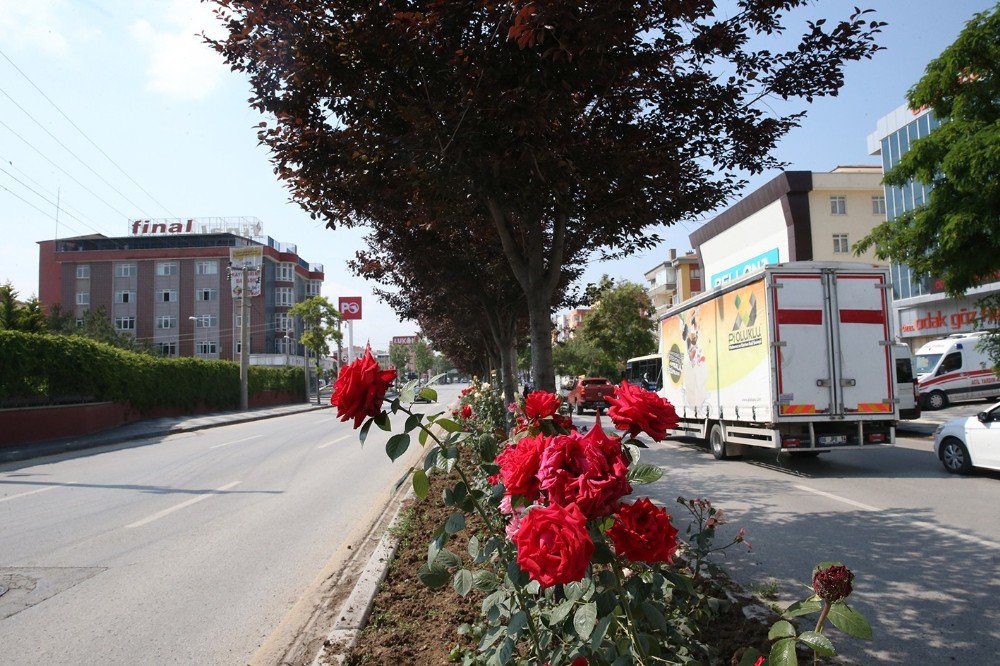 Sincan Caddelerinden Gül Kokuları Yükseliyor