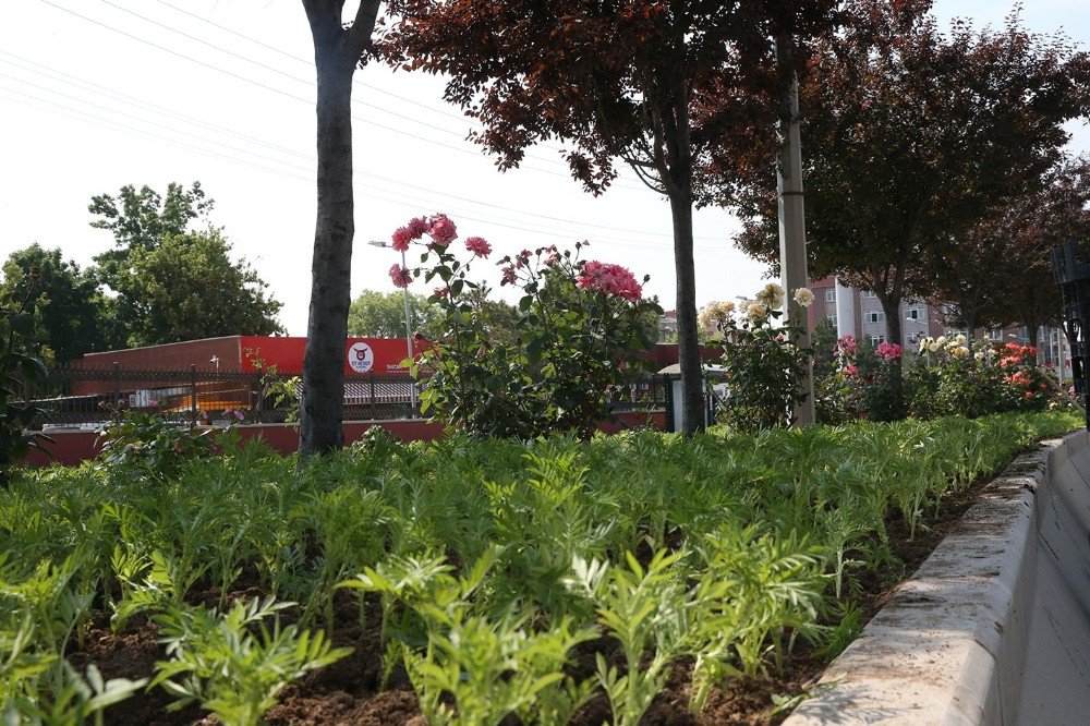 Sincan Caddelerinden Gül Kokuları Yükseliyor